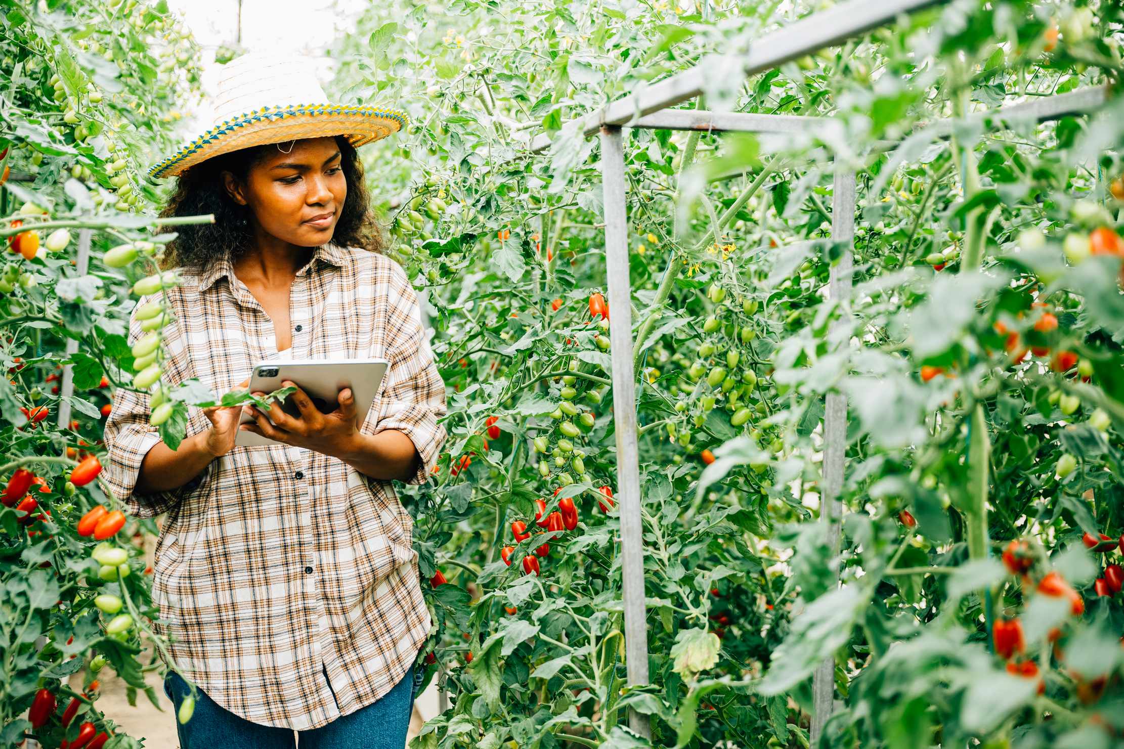 Woman farmer using digital tablet to check crops in greenhouse — representing African innovation and technology adoption
