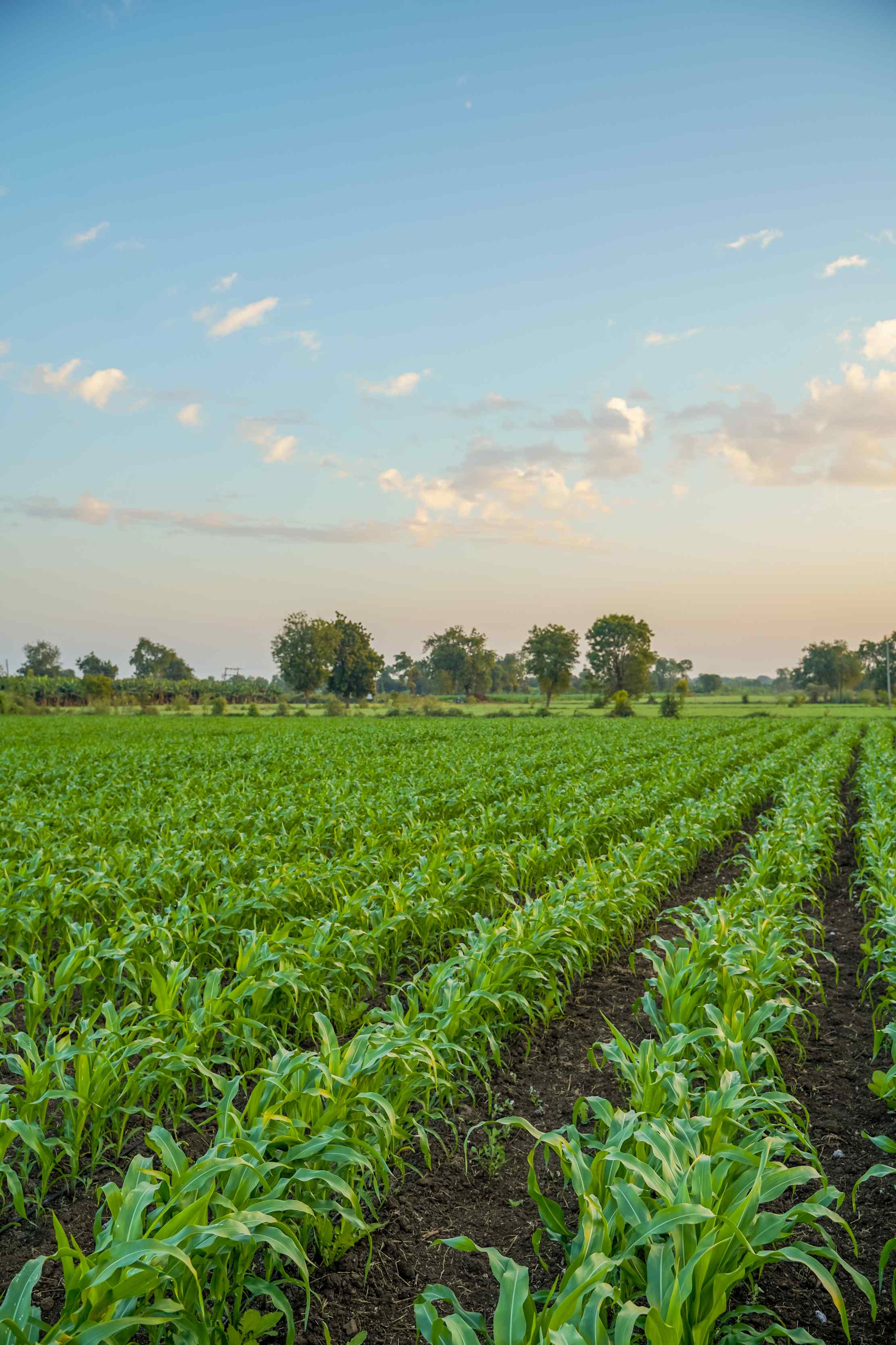 Agriculture & Cooperatives